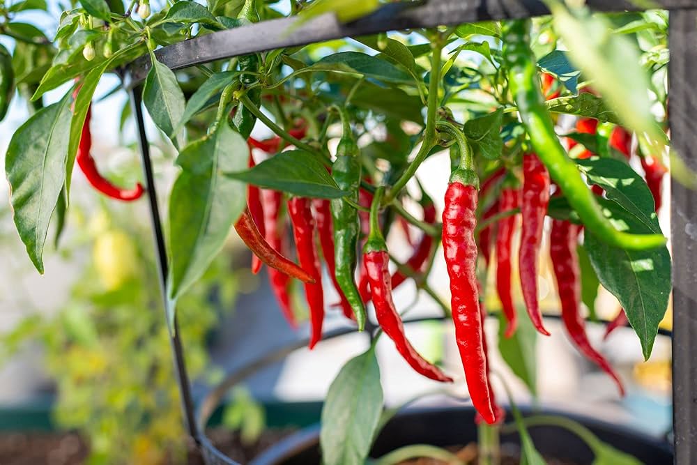 Dark Red Chili Pepper (Capsicum annuum) for planting in vegetable garden
