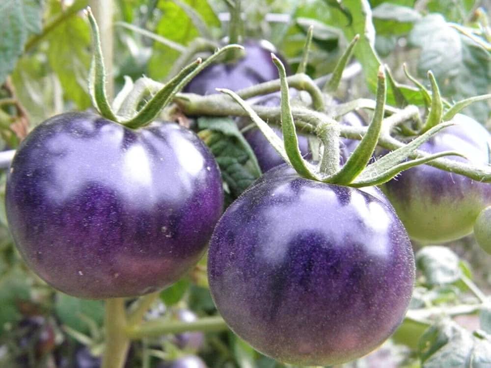 Blue Tomato Solanum Lycopersicum vegetable seeds for planting in kitchen garden and backyard vegetable beds