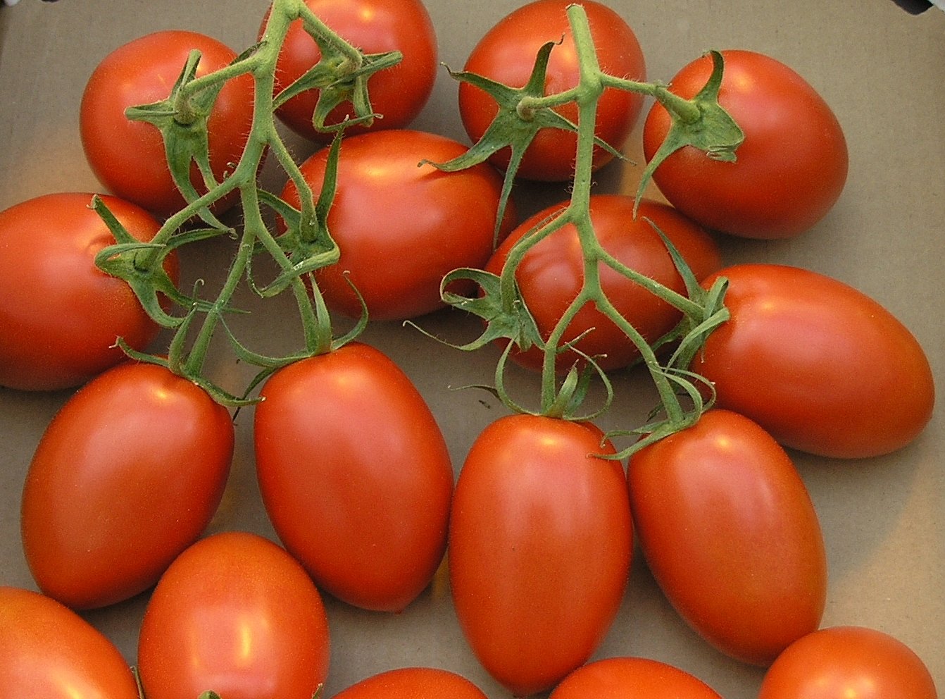 Tomato Solanum Lycopersicum Margret Best Tommy Toe Vegetable Seeds for Planting – Heirloom Cherry Type for Garden and Snacking