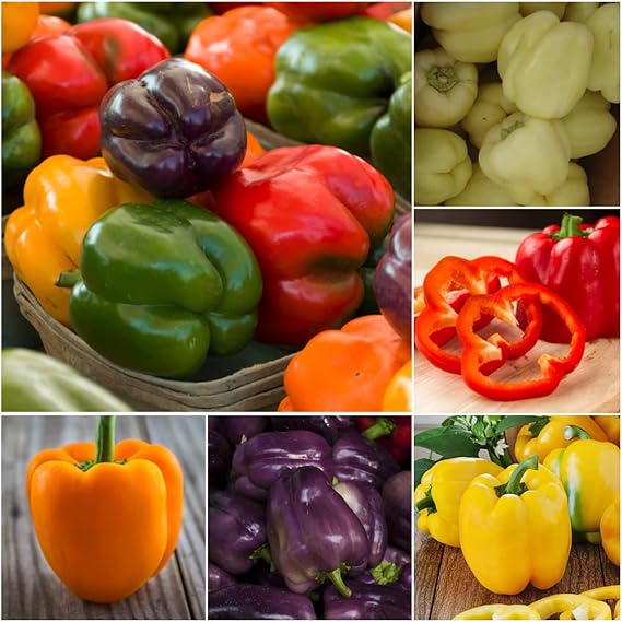 Pepper Capsicum spp for planting in vegetable patch