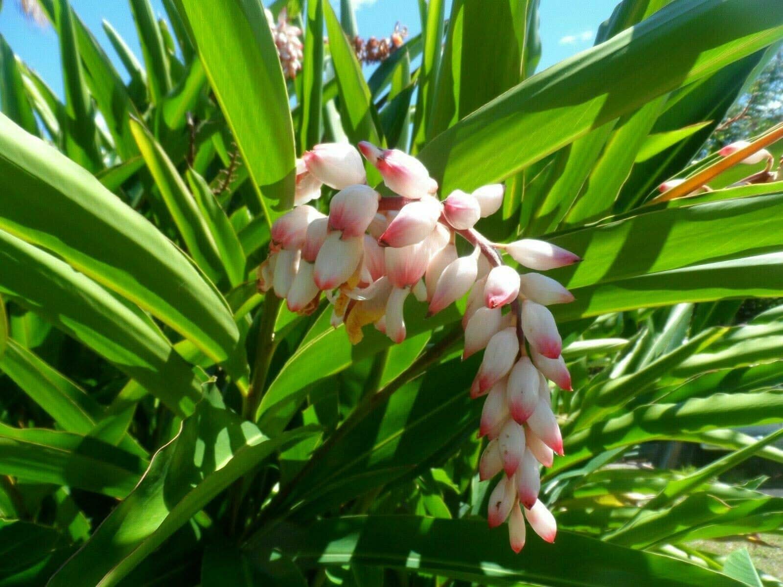 Pink Shell Ginger plant grown from seeds with showy pink bracts and lush green leaves