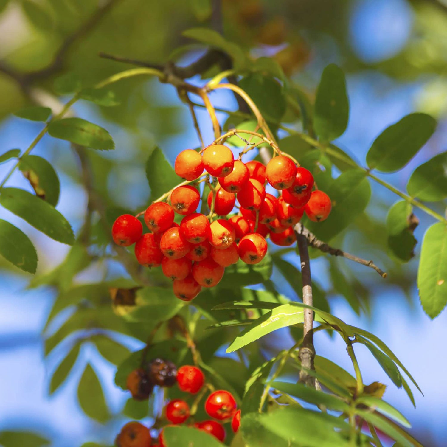 Rowan Tree Sorbus aucuparia flowering tree seeds for planting in home landscapes