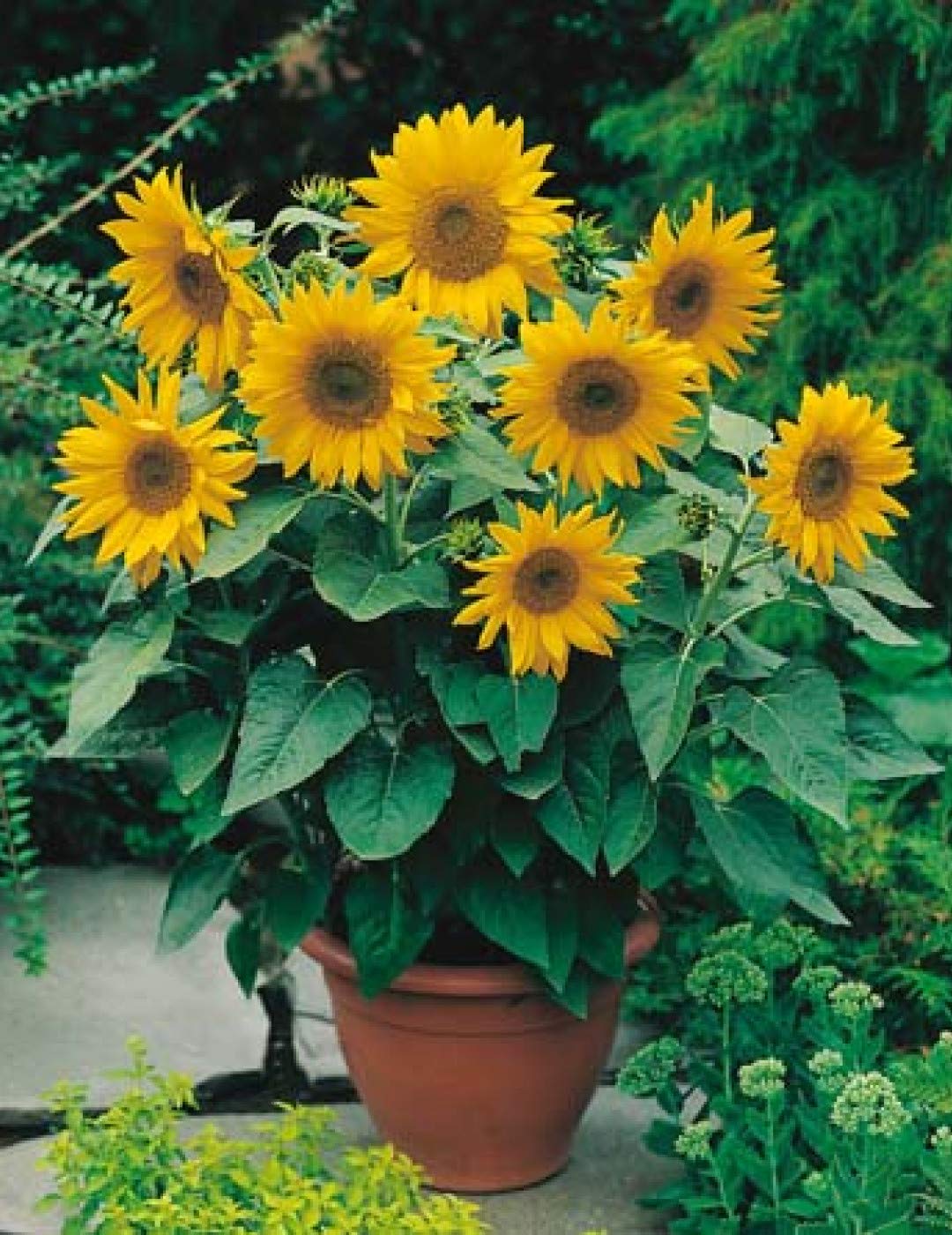 Miniature Sunflower Seeds for Planting Helianthus Annuus home garden small pots