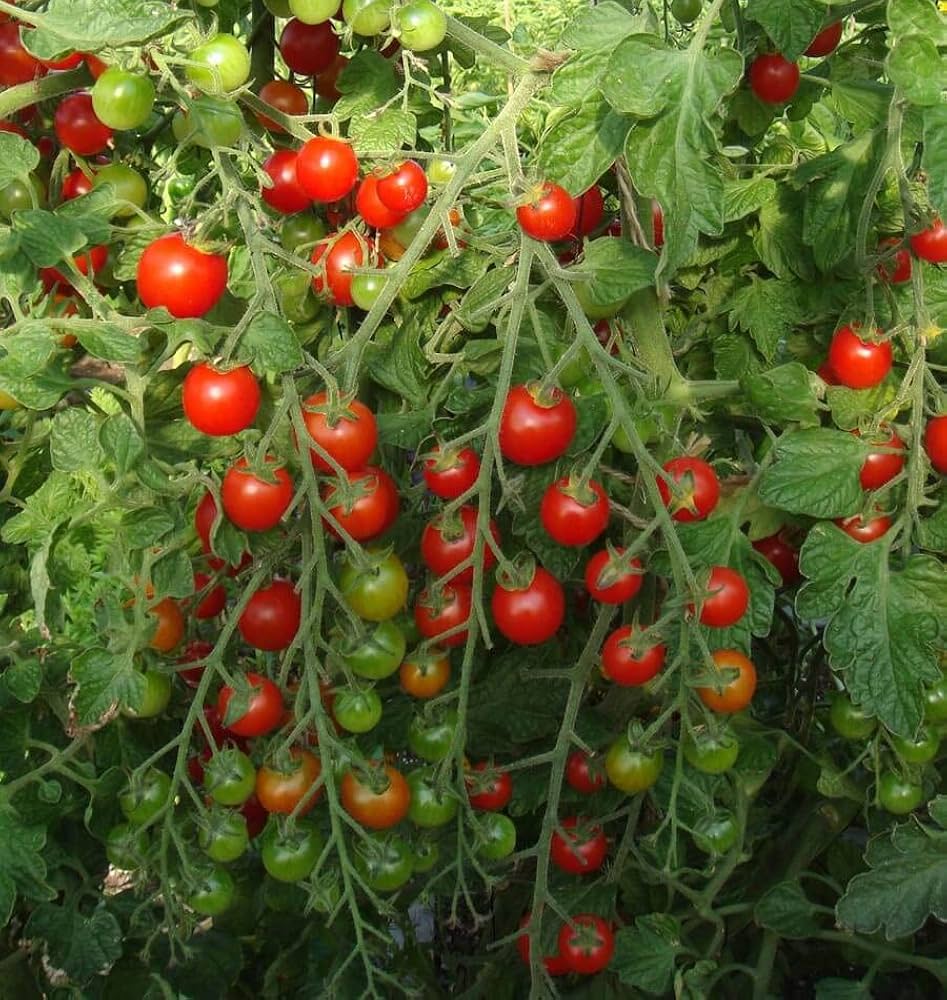 Tomato Solanum Lycopersicum Cherry Vegetable Seeds for Planting – Sweet and Juicy Variety for Patio and Kitchen Garden