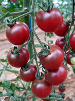 Rosella Tomato Solanum Lycopersicum Seeds for planting in balcony garden