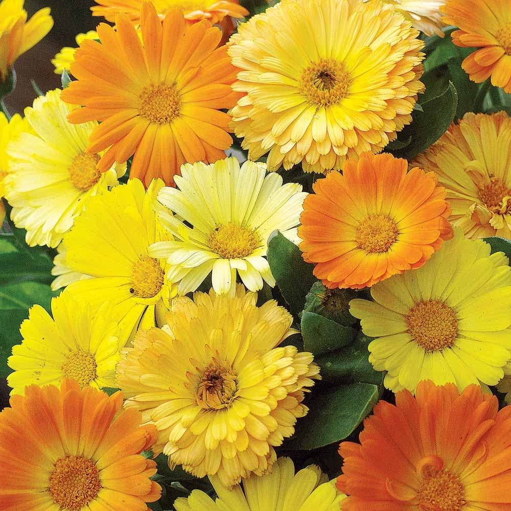 Orange Calendula Seeds Flower Gardening Plant Seed – Heirloom, Non-GMO, High Germination Organic Garden Seeds