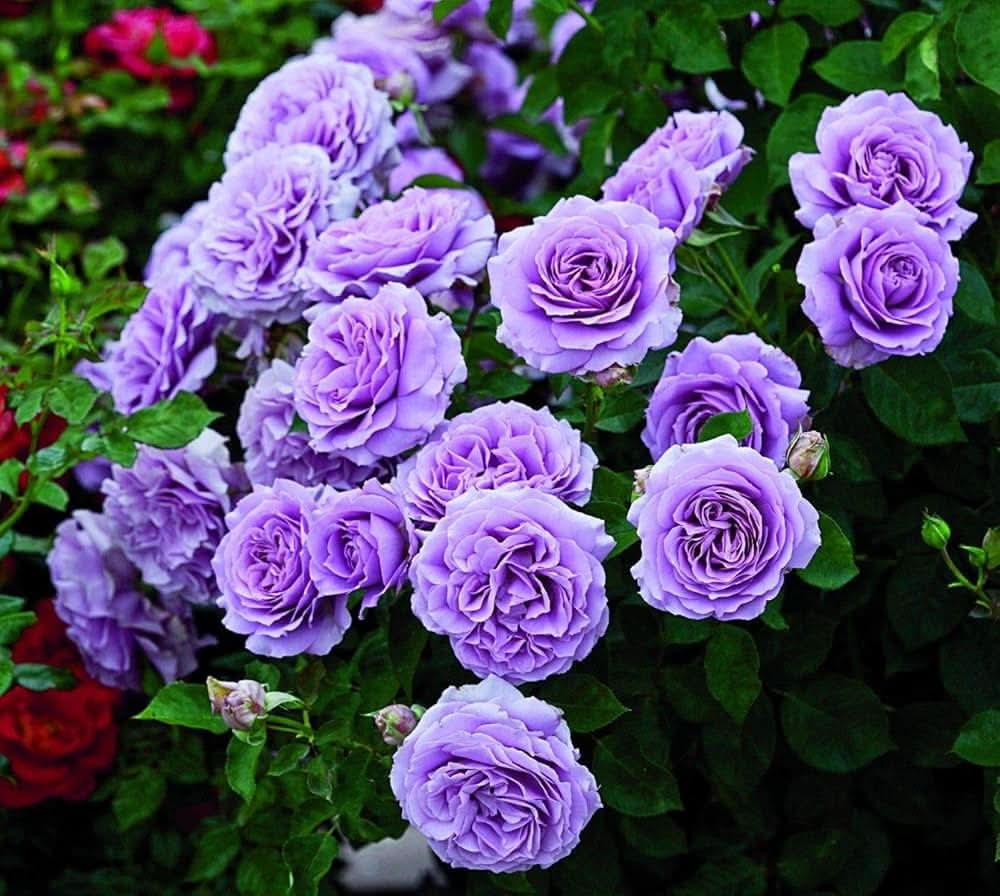 Rose Violet Purple Perennial Flowering Seeds For Planting