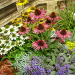 Gum Drop Coneflower Echinacea purpurea for planting in pollinator garden