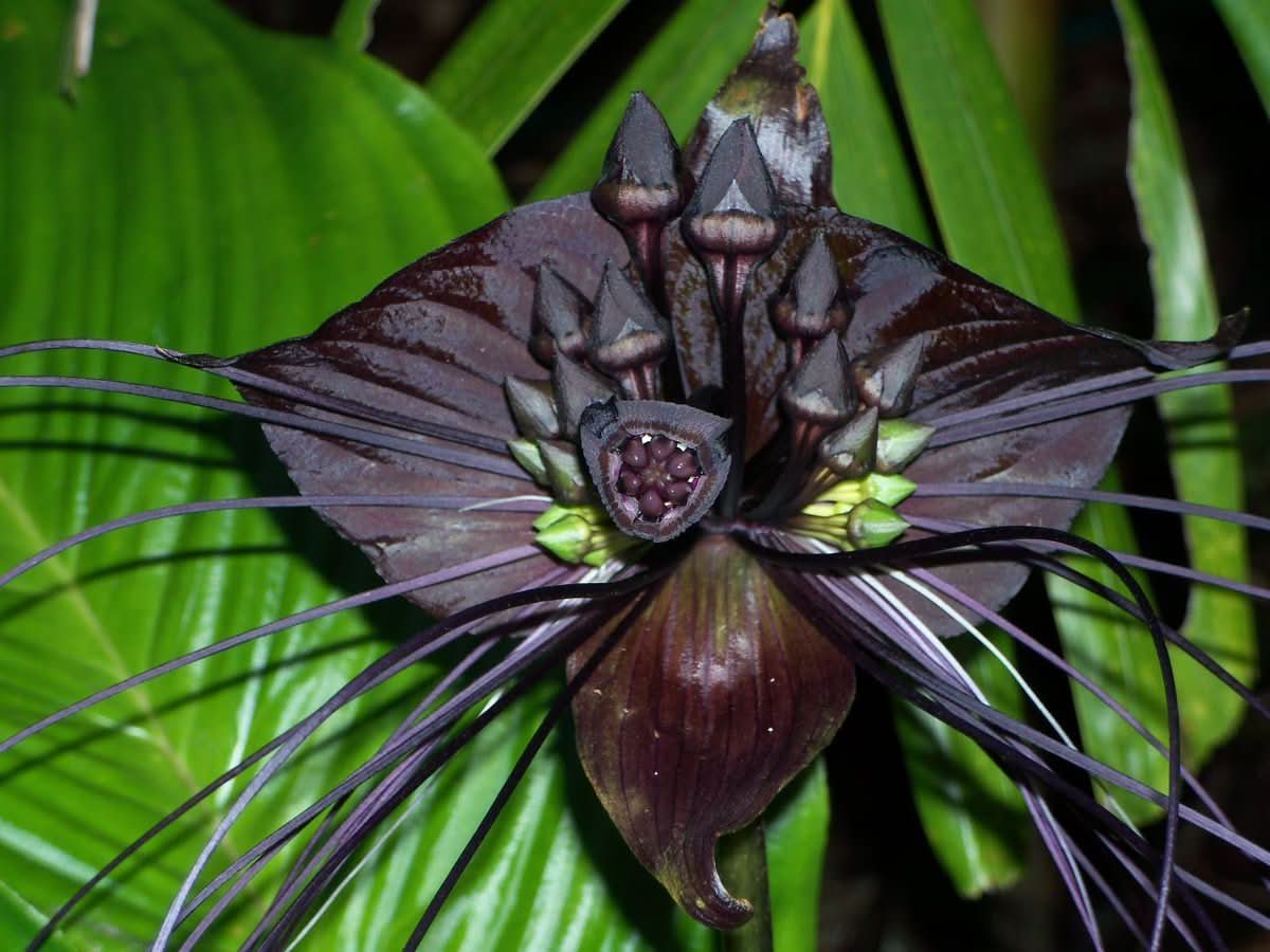 bat flower seeds Heirloom Non-GMO Tacca Chantrieri Flower Seeds for Planting – Exotic Bat  Flower Tropical Blooms