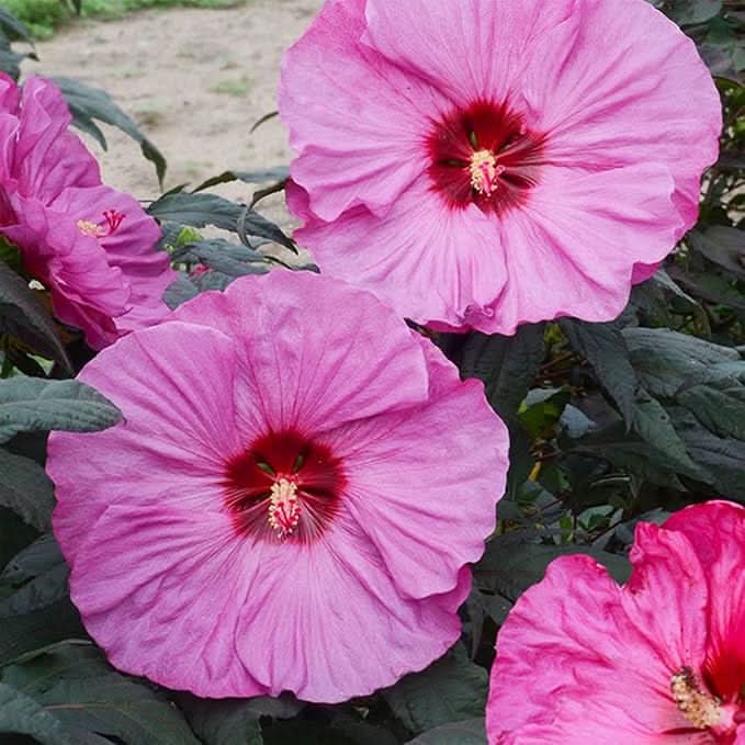 Chinese Hibiscus Giant Mixed Colors Hardy Flower Seeds