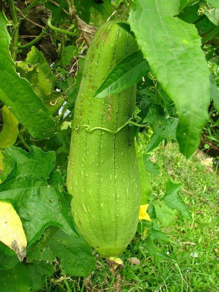 Loofah Sponge Pumpkin Seeds for Vegetable and Flower Gardens, DIY Plant for Backyard Garden