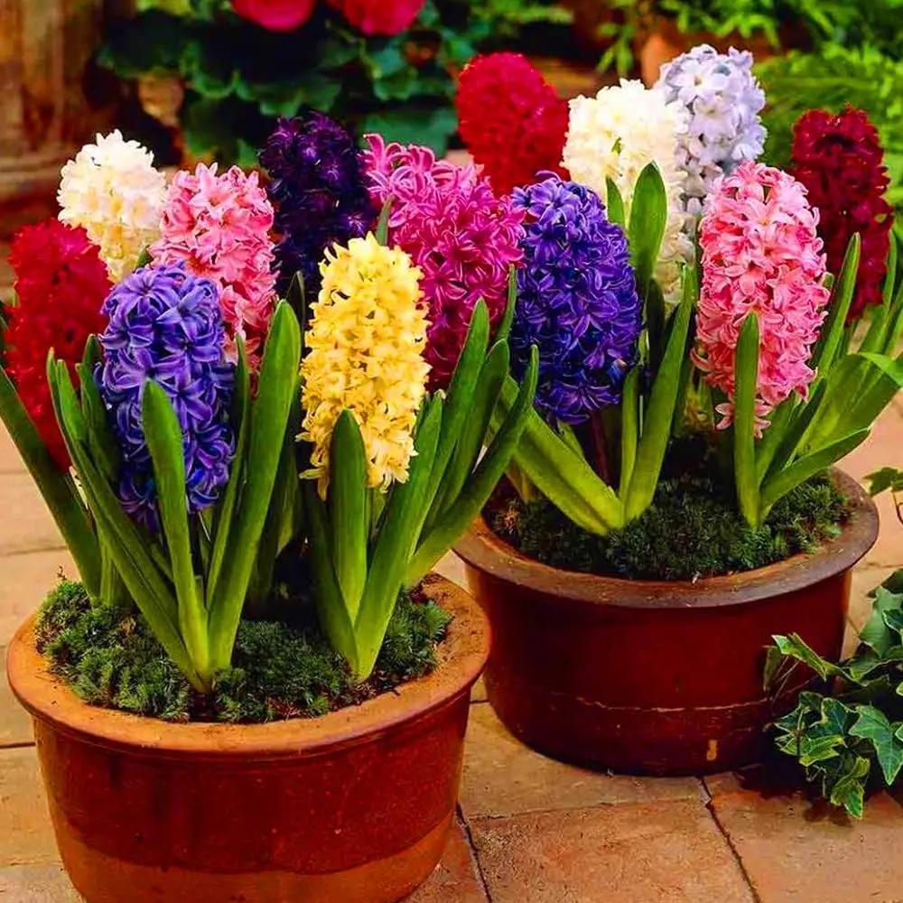 Hyacinth Flower Seeds for Garden Planting - NON GMO Seeds for planting in home garden