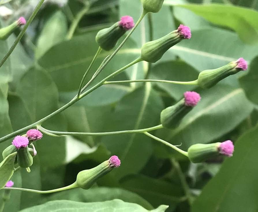 Emilia sonchifolia seeds for planting – annual flowering plant seeds with purple to pink tufted blooms, suitable for wildflower meadows, gardens, and open landscapes