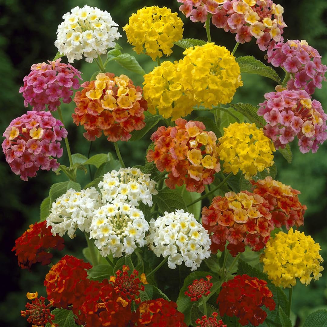 Buy Lantana Seeds