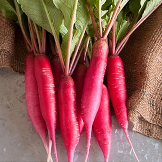 Radish Raphanus Sativus Ravanello Red Vegetable Seeds for Planting – Fast-Growing Crisp Variety for Backyard Gardens