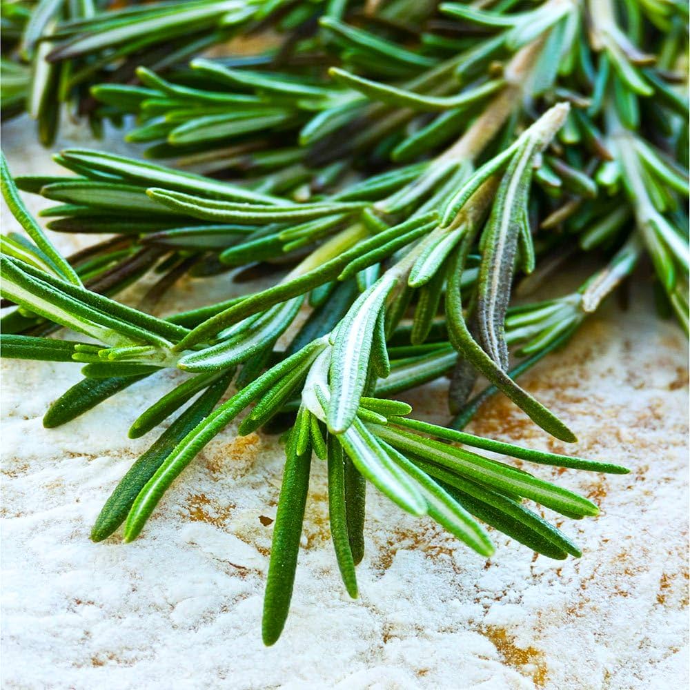 Rosemary Seeds for Ornamental and Edible Gardens-Heirloom & Non-GMO Seeds for planting – Fresh Herb for Your Garden