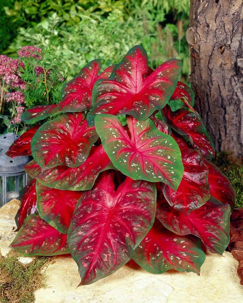 Caladium Flower Seeds (Mixed Colors) – Fresh Perennial Seeds for Planting Decorative Foliage