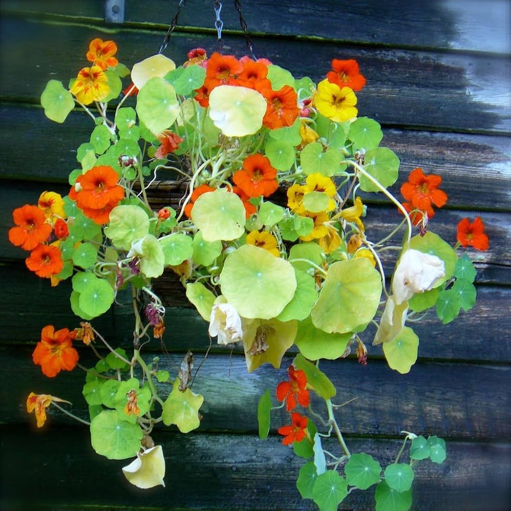 Dark Red Nasturtium Flower Seeds ( , Easy to Grow)