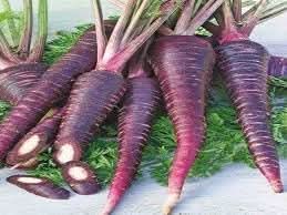 Purple Carrot Daucus carota seeds for garden planting