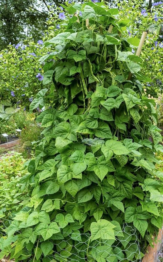 Romano Pole Bean Vegetable Seeds for Planting