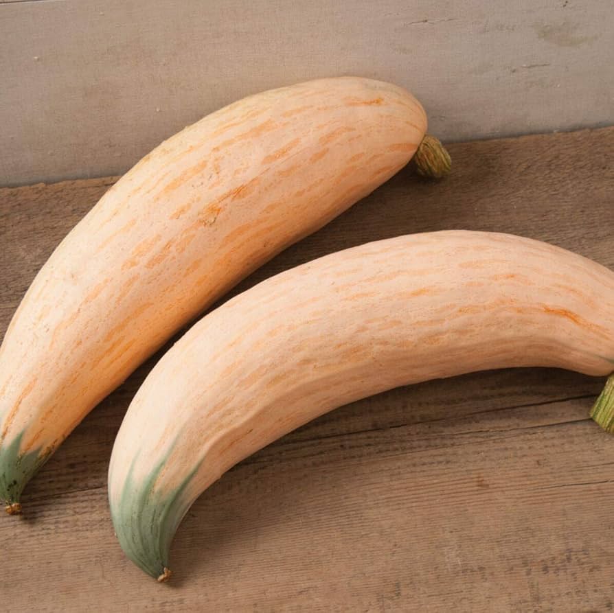 Candy Roaster Squash Cucurbita maxima Plant Seeds for Planting