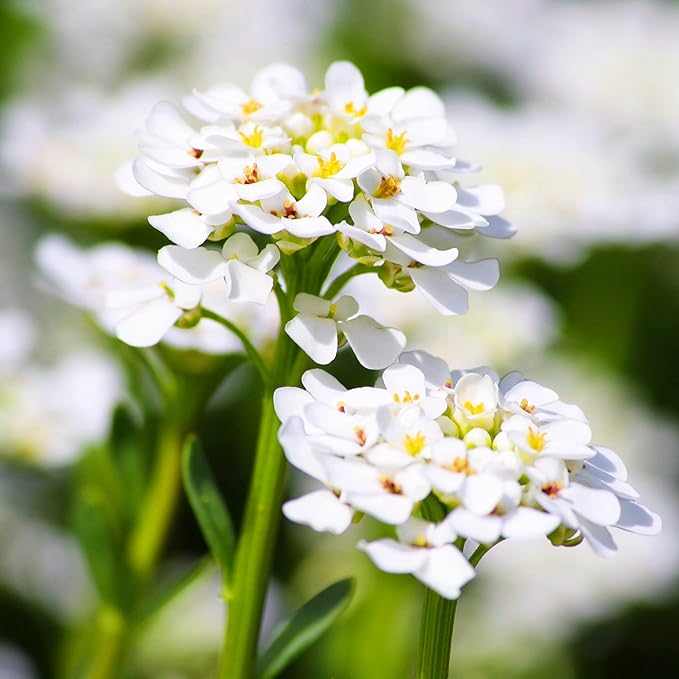 Alyssum Seeds - Tiny Tim