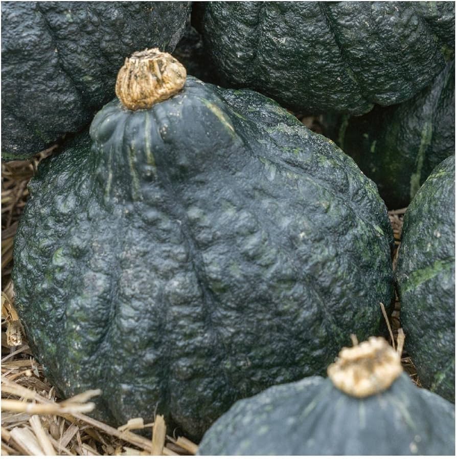 Chicago Warted Hubbard Winter Squash Seeds for hearty winter meals