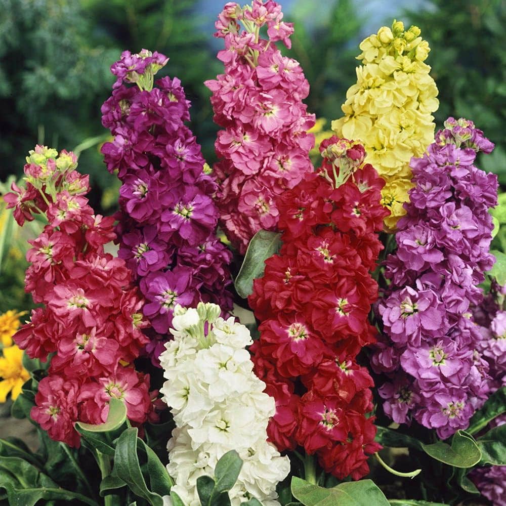 Imperial Blend Matthiola stock flower seeds