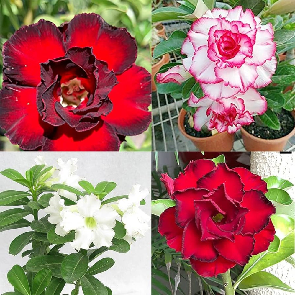 Mixed Adenium Rose Plant Seeds for Planting - Heirloom, Non-GMO Garden Seeds for Growing
