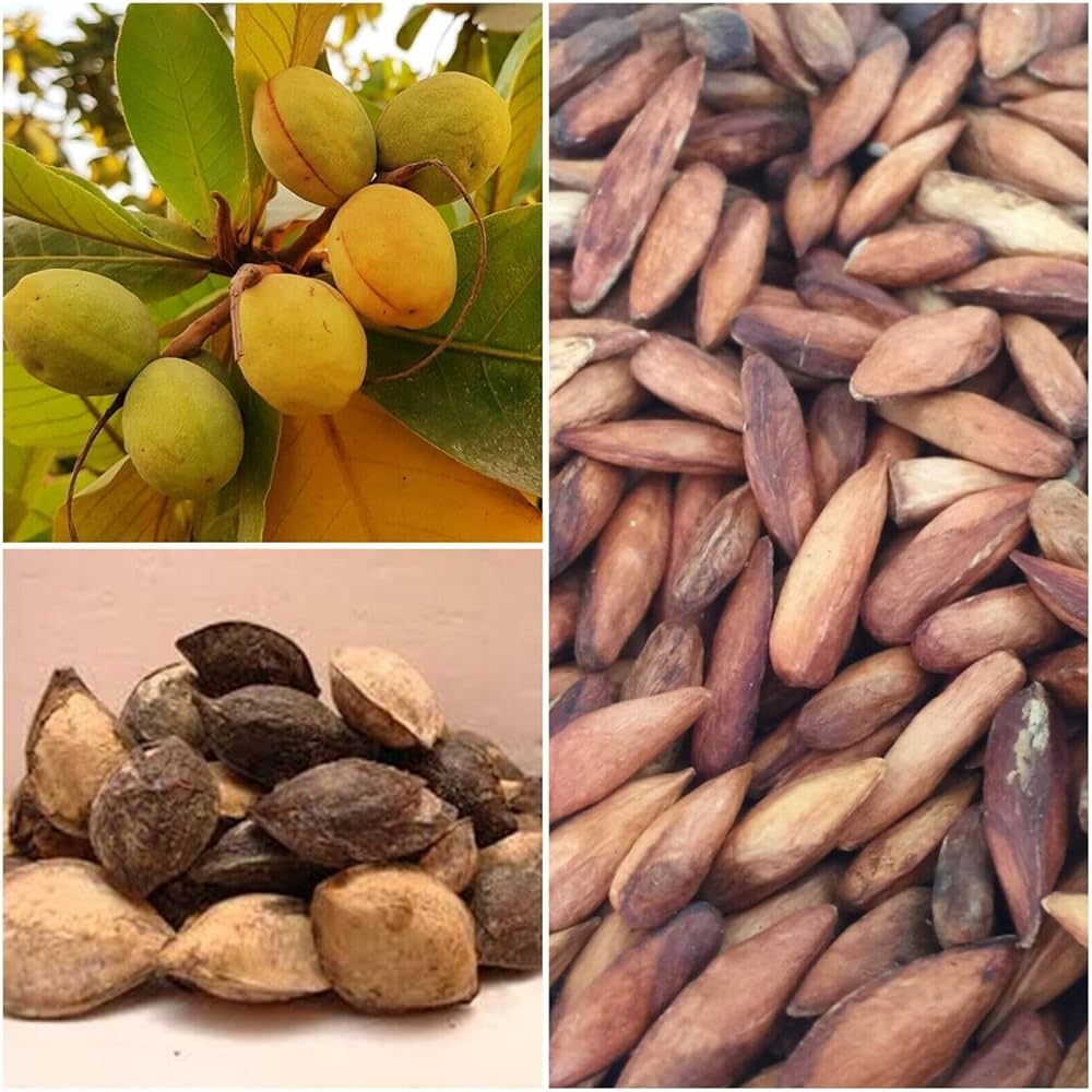 Indian Almond (Terminalia catappa)