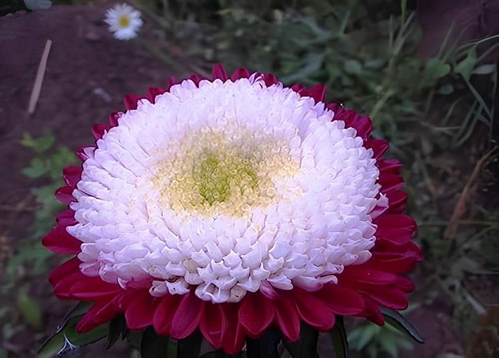Aster Red Rainbow Chrysanthemum Perennial Flowering Seeds For Planting