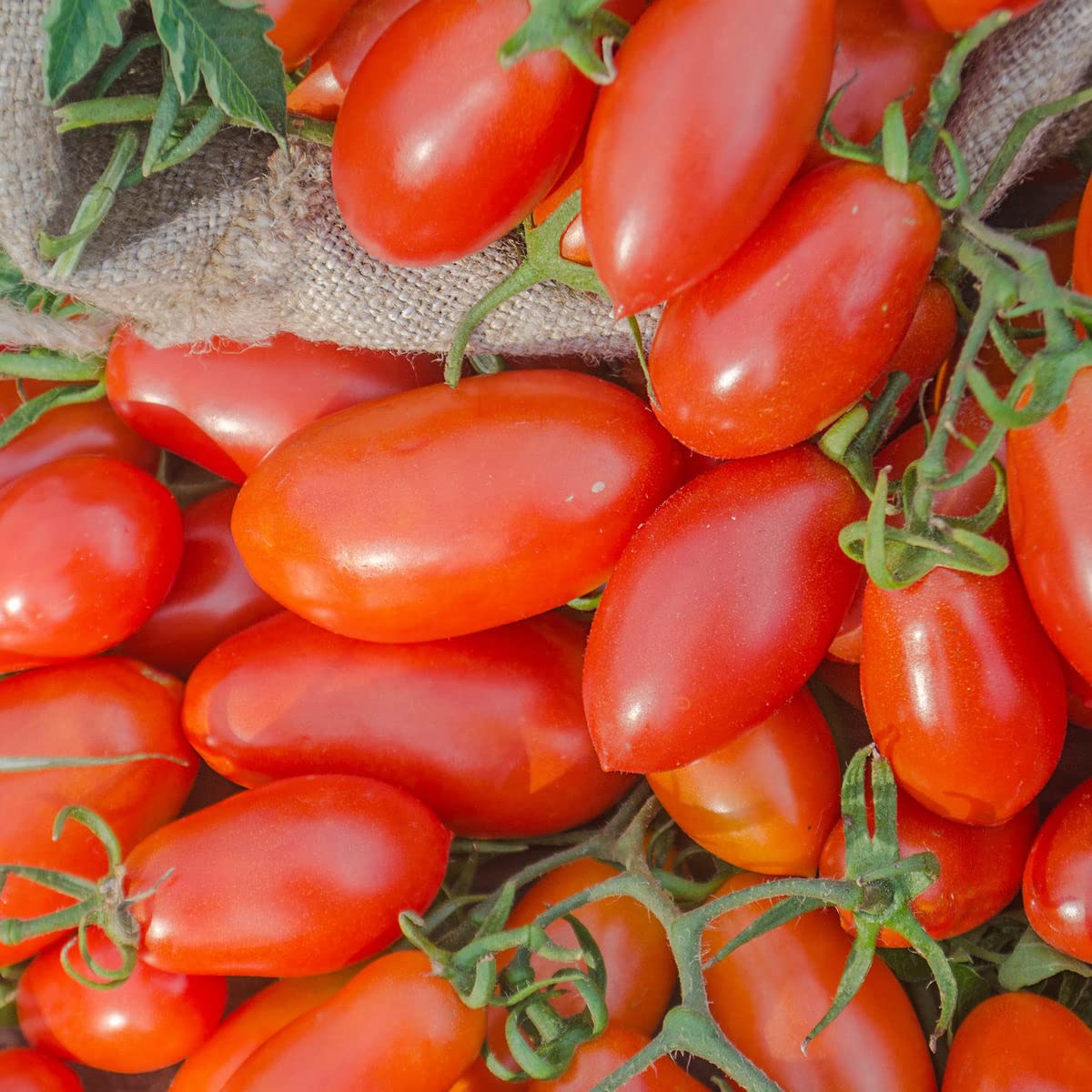 Tomato Solanum Lycopersicum Martino's Roma Vegetable Seeds for Planting – Easy-to-Grow Variety for Sauces and Kitchen Use