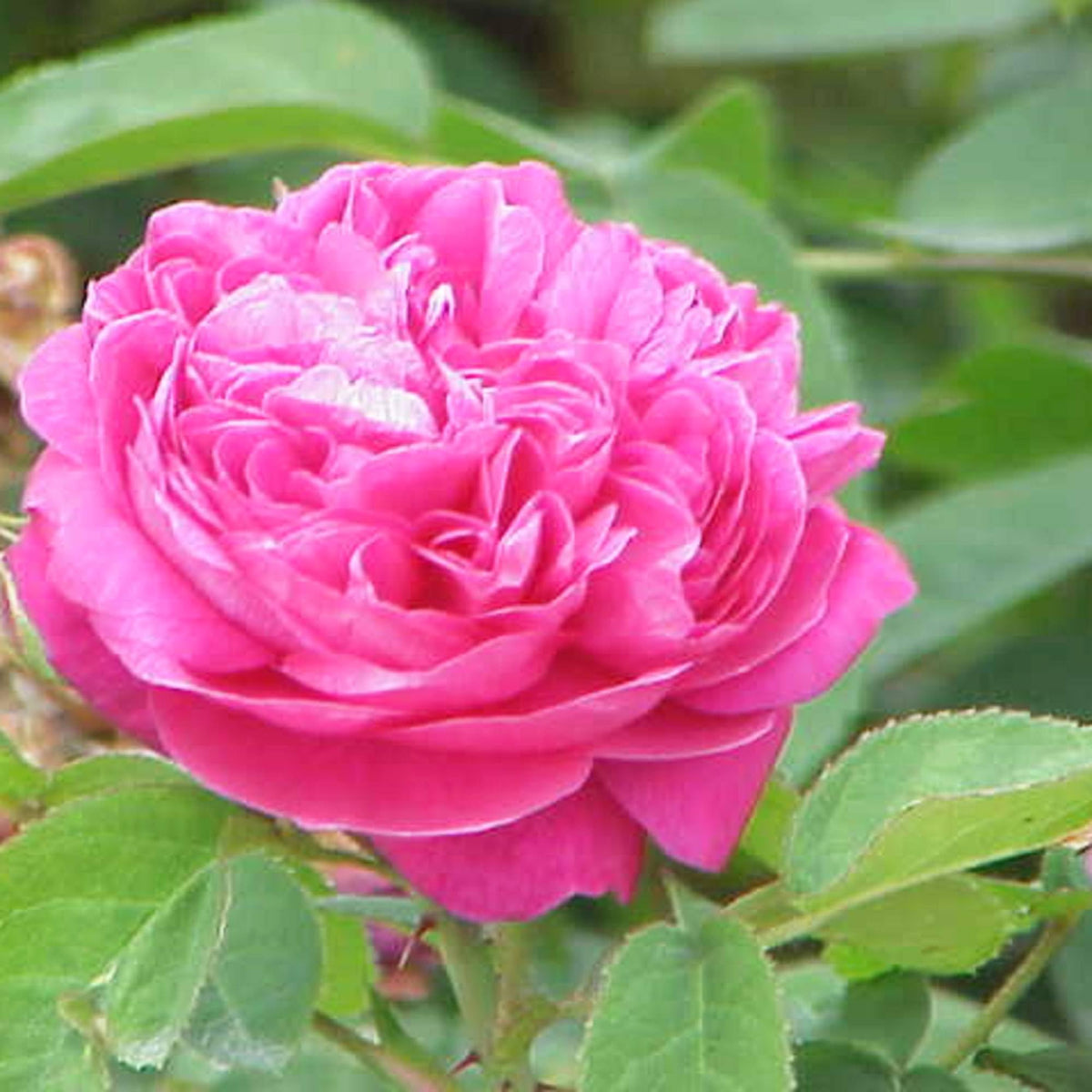Rare Purple Pink Polyantha Rose Seeds for Planting for Flower Bed and Bonsai Garden