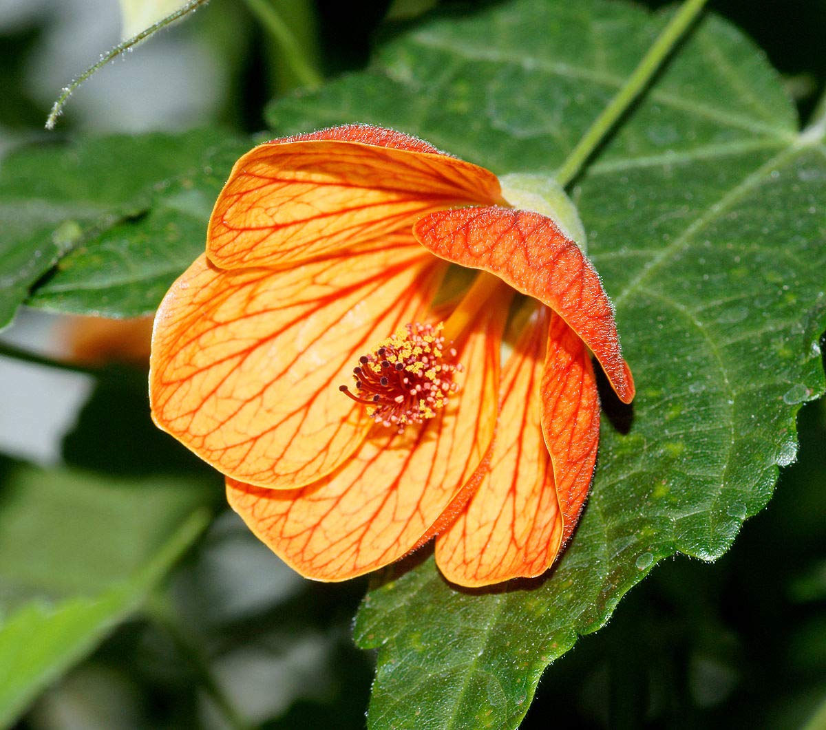 Yellow Red Abutilon Flower Seeds for Planting - 100 pcs for planting in your garden.