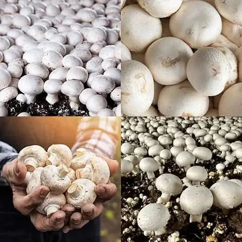 Edible Mushroom Seeds for Home Garden