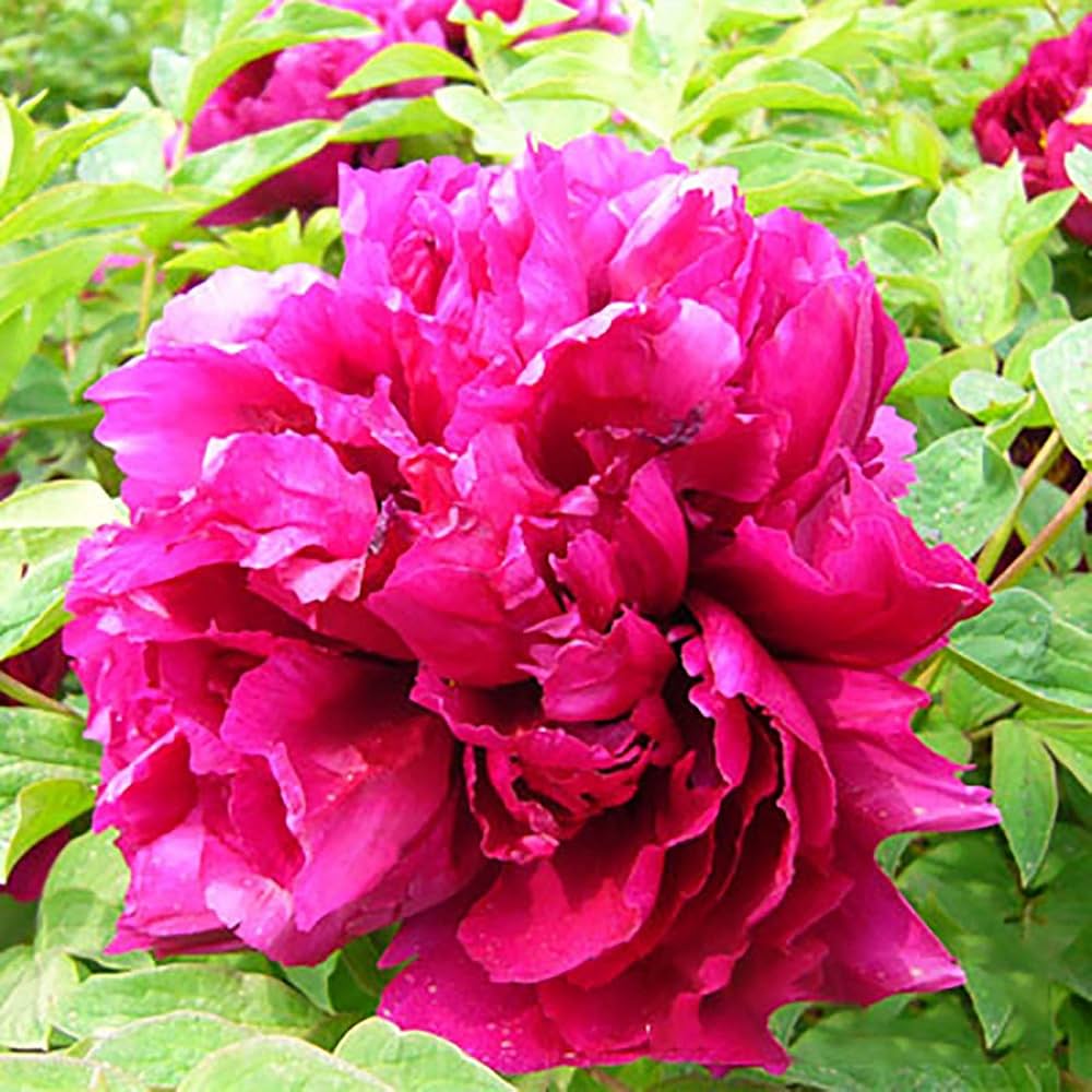Chinese Peony Paeonia lactiflora Seeds for Planting - Perfect for Flower Bed & Garden