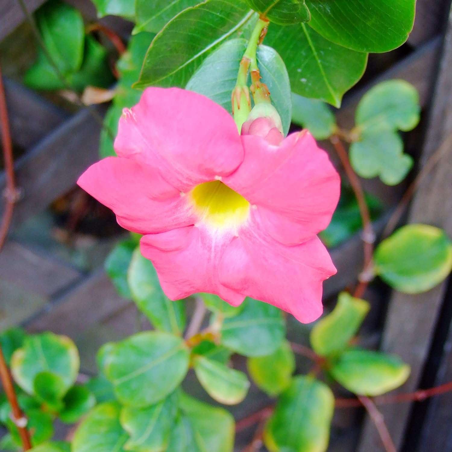 Mandevilla Sanderi Seeds