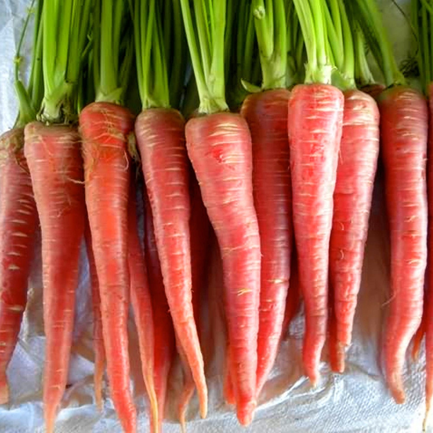 Little Mignolo Carrot Seeds – Organic, Non-GMO Baby Carrots – Seeds