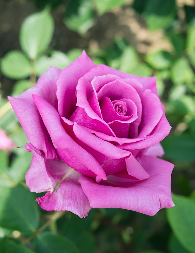 Rose Rosa Hybrida Flower Seeds for Planting – Flower Seeds for Garden Beds and Seasonal Floral Displays