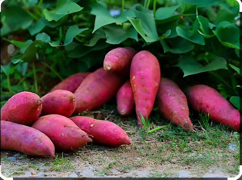 Yellow Sweet Potato – Ipomoea batatas for planting in home garden