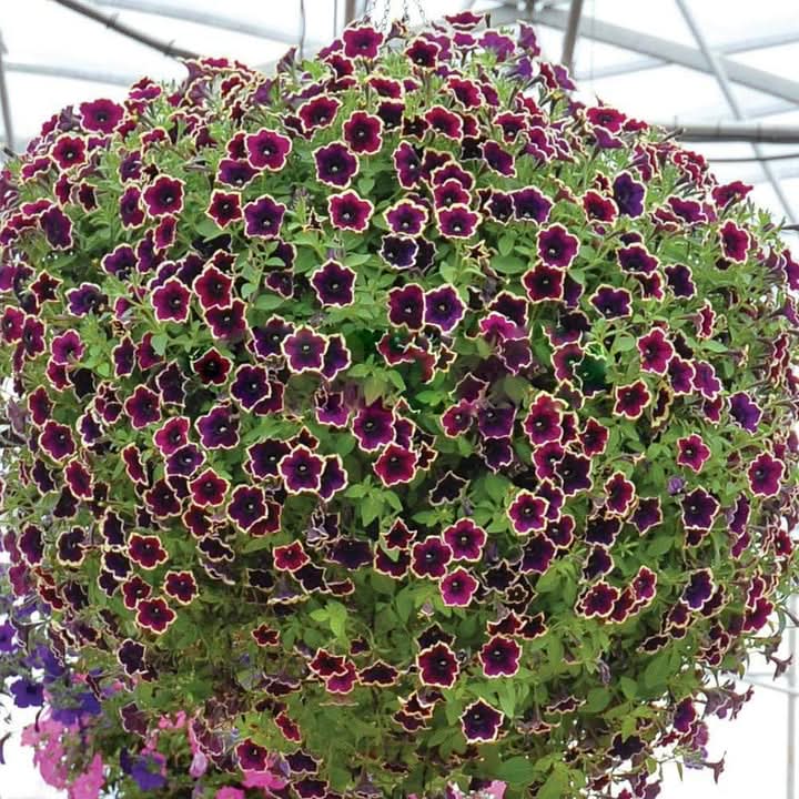 Cascadia Flower Seeds for Planting – Colorful Ornamental Garden Blooms