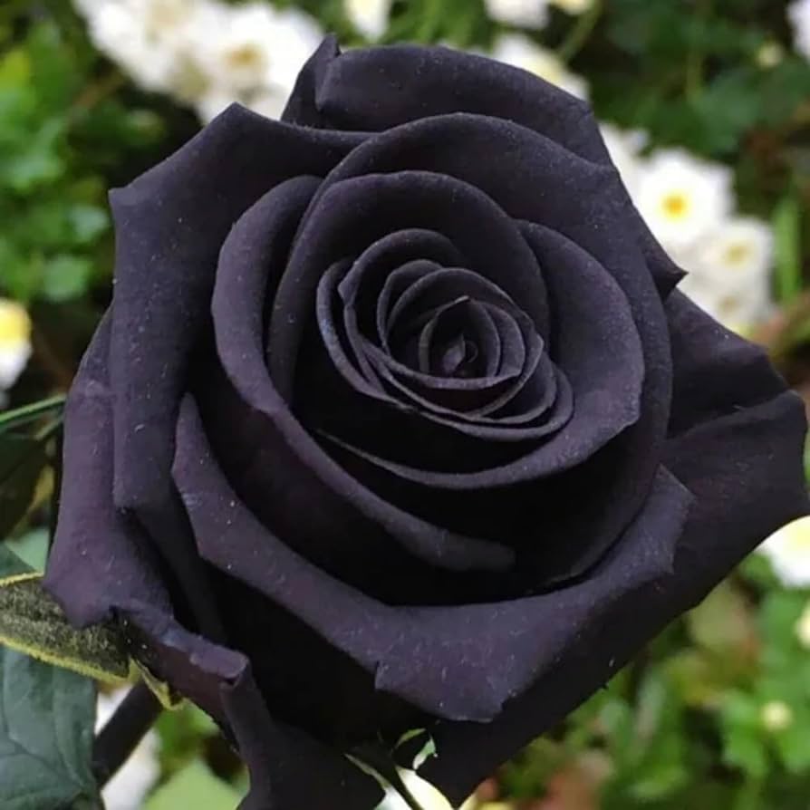 Rare China Black Rose Flower Seeds for DIY Gardening