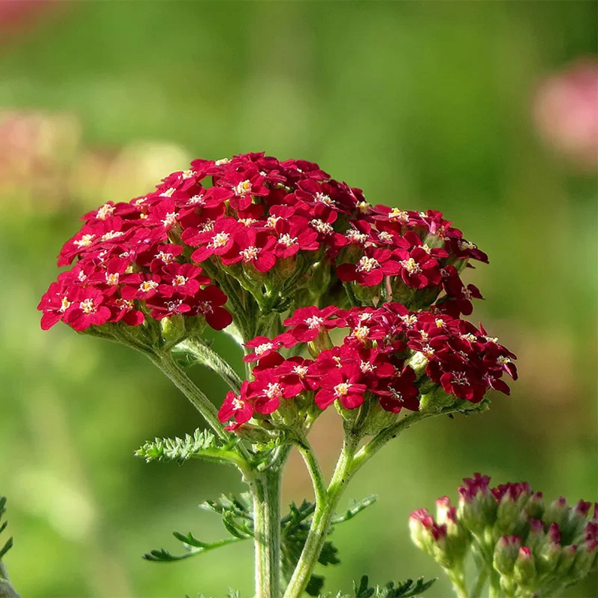 Yarrow "Achillea" Seeds – Seeds for Growing Stunning Yarrow Flowers in Your Garden