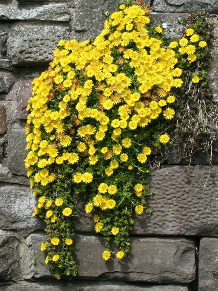 Daisy Yellow Mixed Flower Seeds for Home Garden
