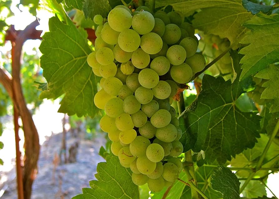 Gold Finger Grape Vitis vinifera Seeds for Planting fruit garden
