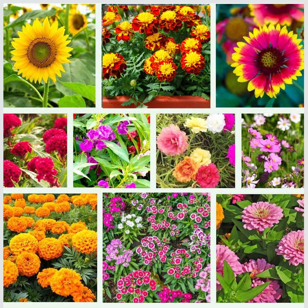 Myrrhis Flower Seeds for Planting, Fresh, 100 pcs