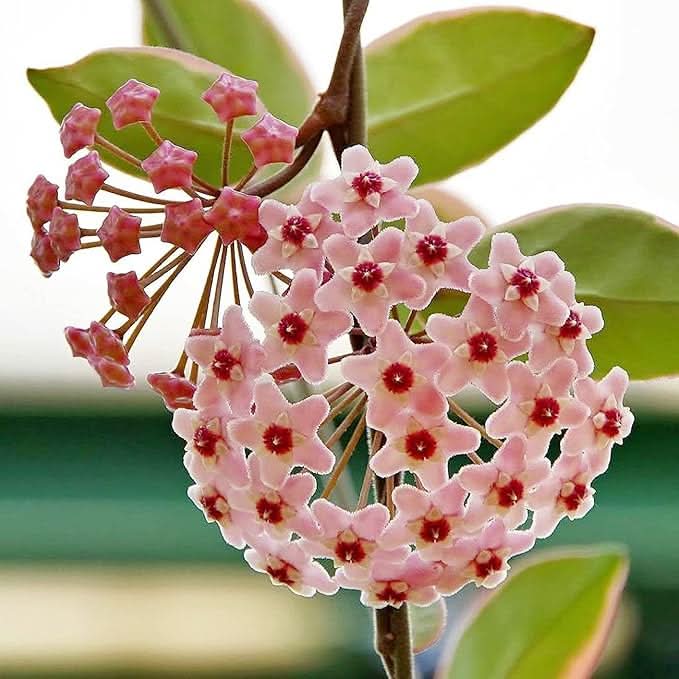 Rainbow Hoya Rare Blooming Flower Plant Seeds