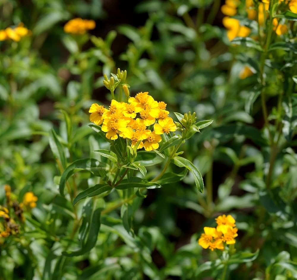 Tarragon Seeds Mexican