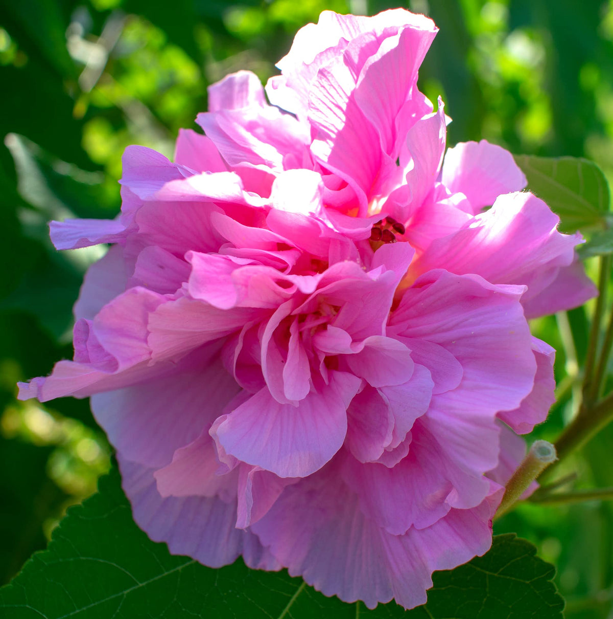 Double Dark Pink Hibiscus Flower Seeds Giant Exotic Blooms for Home Garden Use