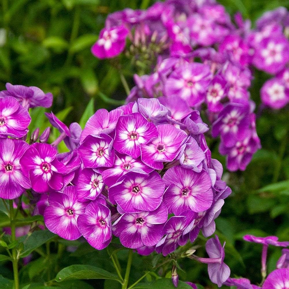 Cherry Caramel Phlox Flower Seeds for Planting